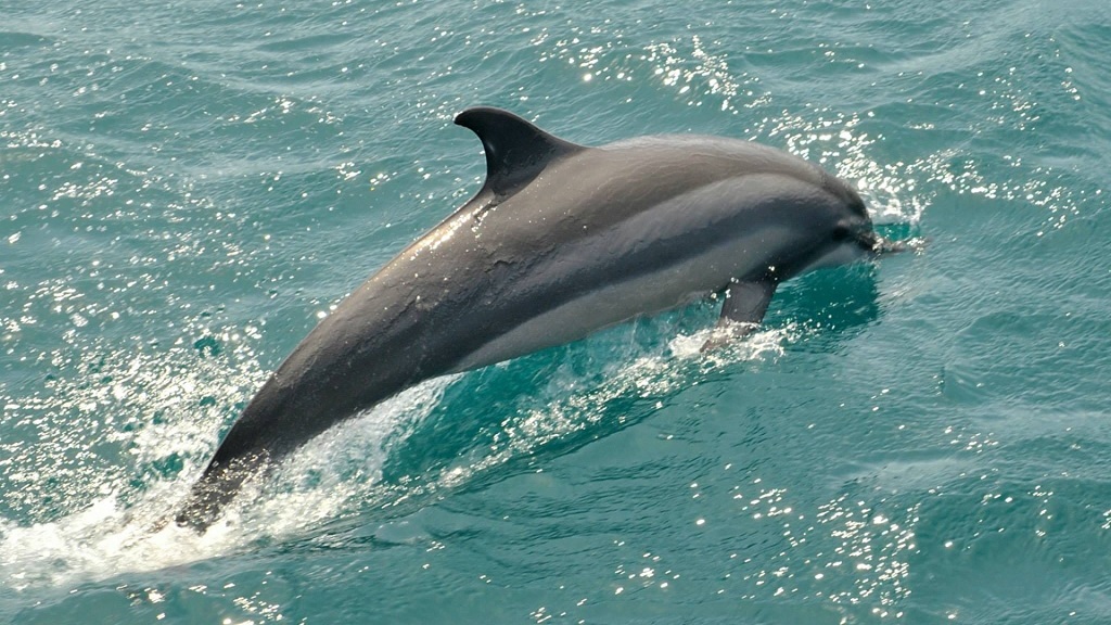 2 Hours Private Dolphin and Snorkeling Tours up to 6 People