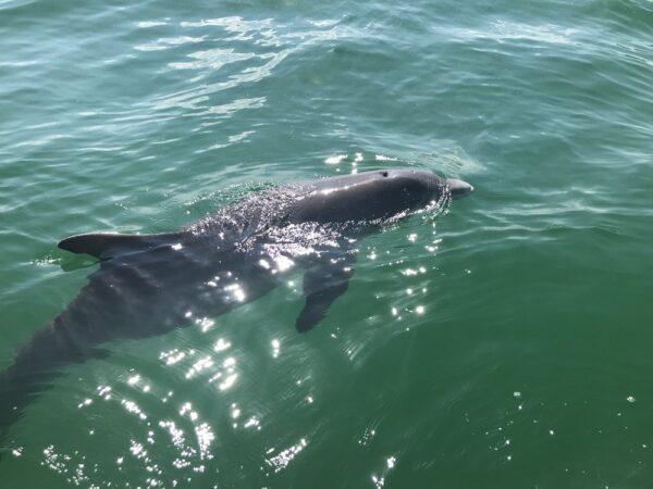 St Andrews Marina Dolphin Tours