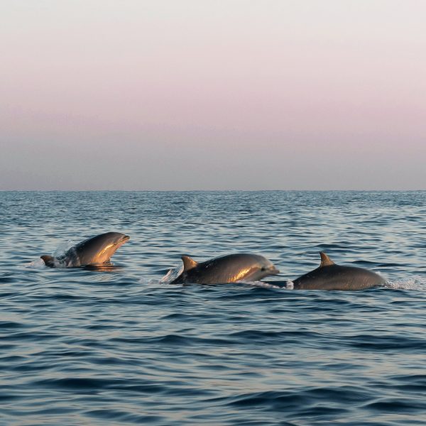 Panama City Beach Private Dolphin Tour